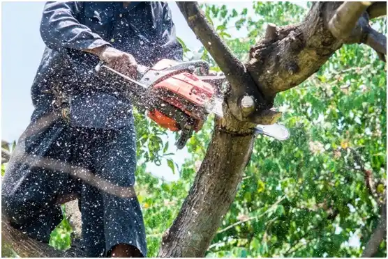 tree services Newburg